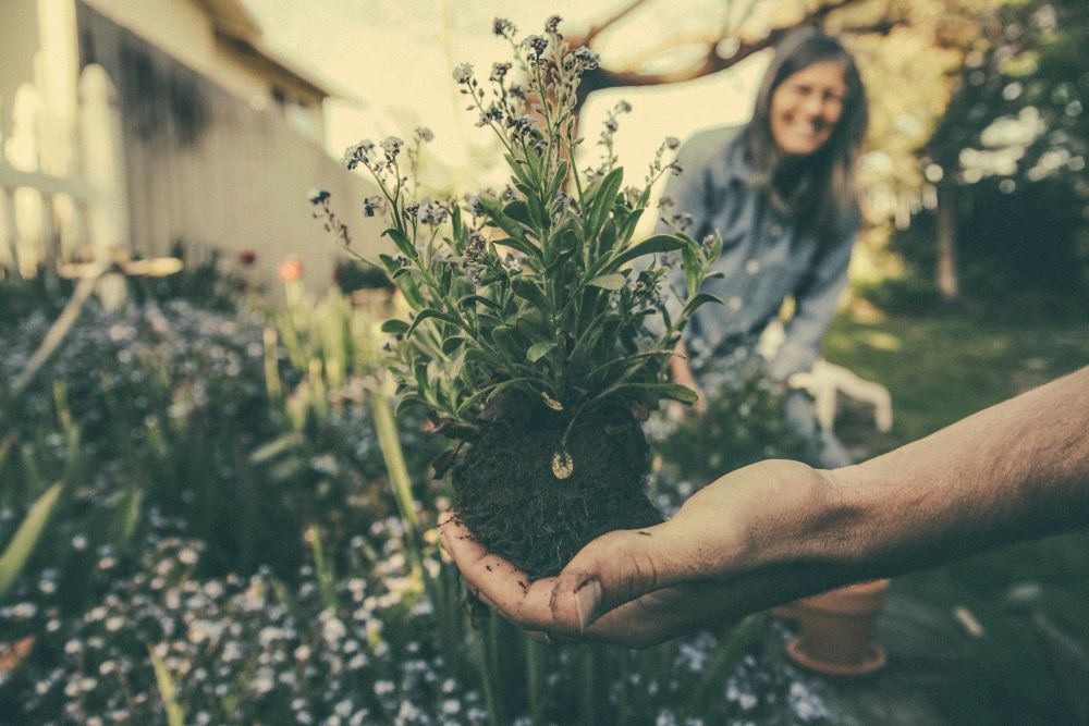 A photo by benjamin combs of some flowering sage in a garden.
