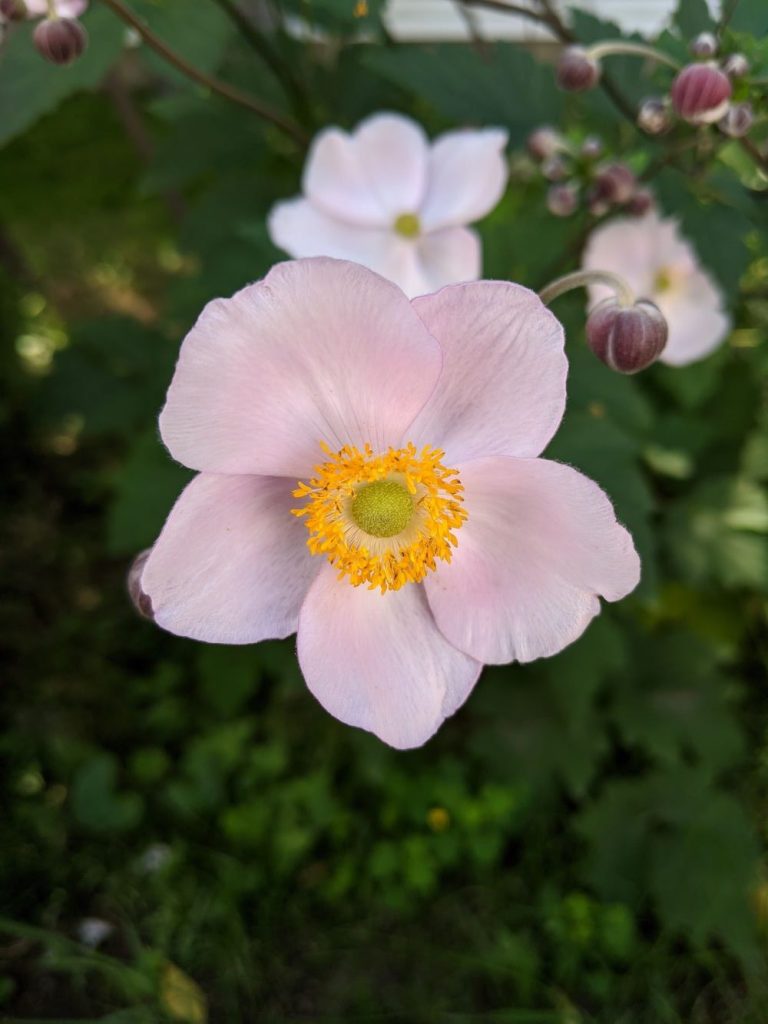 A Japanese anemone, photography credit to Jennifier Glenn of Pick Plant Prune.