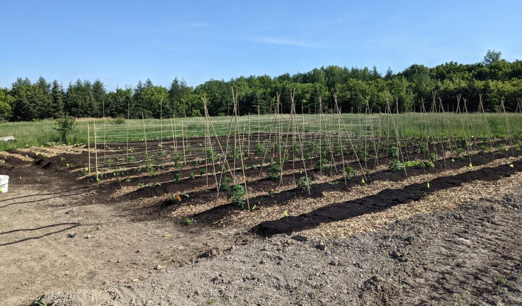 The abundance garden with fresh soil in the spring of 2023